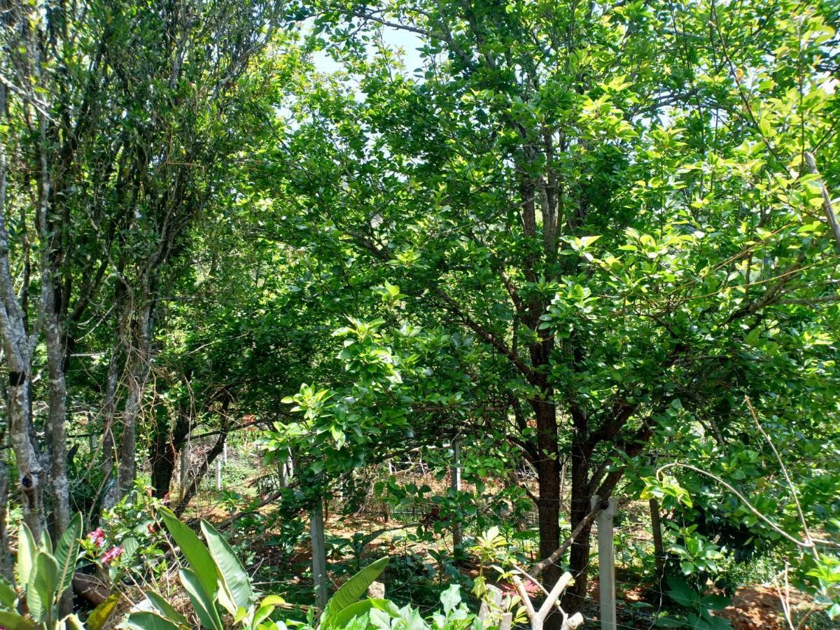 Pear Tree Inn Villa Kotagiri Exteriör bild