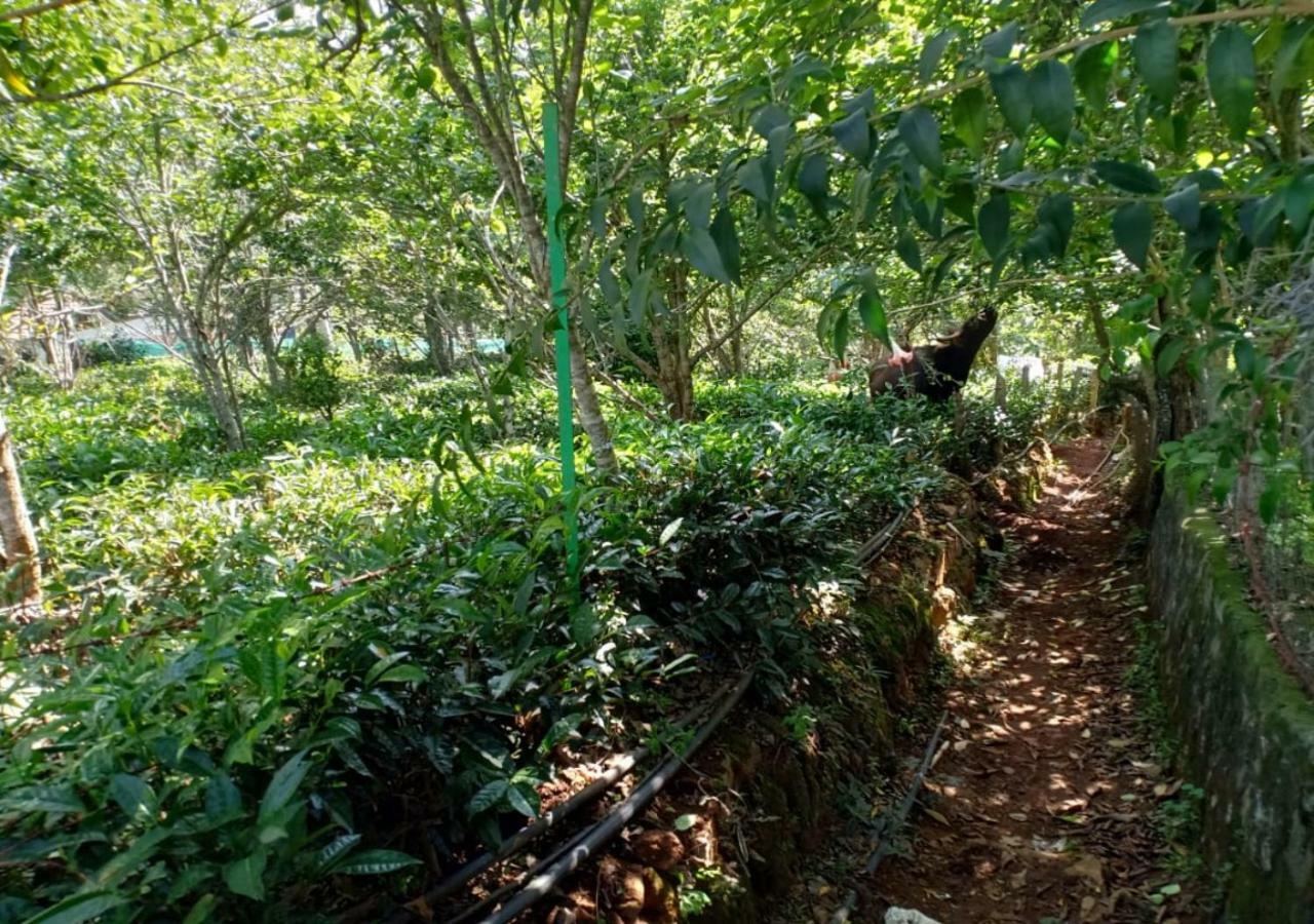 Pear Tree Inn Villa Kotagiri Exteriör bild